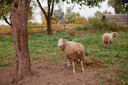 Dos ovejas pastando